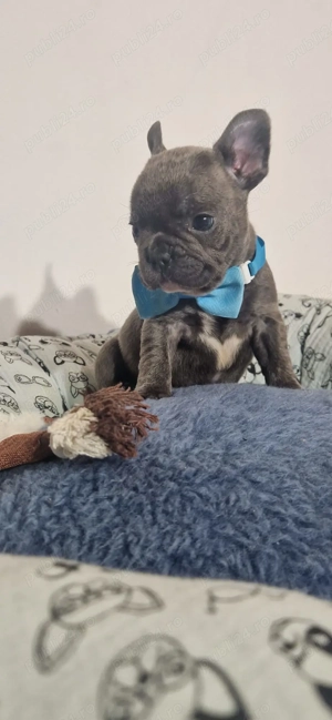 Bulldog Francez Blue  - imagine 2
