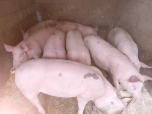 Porcii de vazare 18 lei - imagine 2