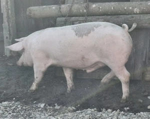 Vand porc  - imagine 3