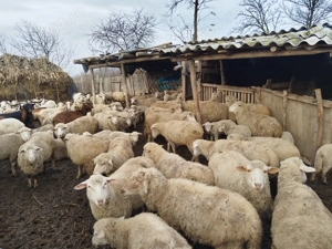 Oi si capre de vânzare 