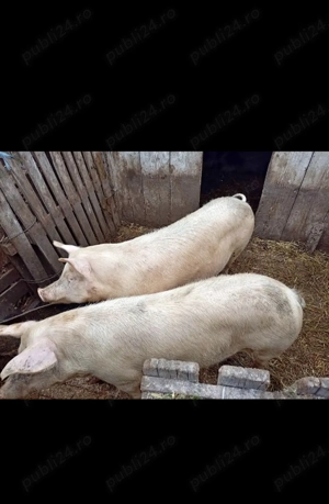 Porci de vanzare   - imagine 3