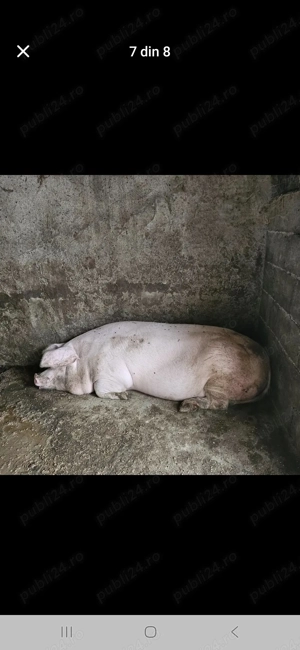Porci de vanzare   - imagine 2