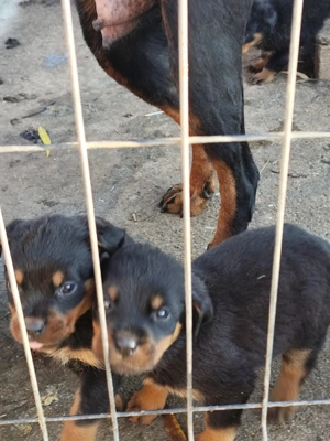 Puiuți de rottweiler micuți și drăgălași 
