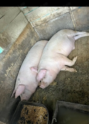 Porci de vanzare   - imagine 4