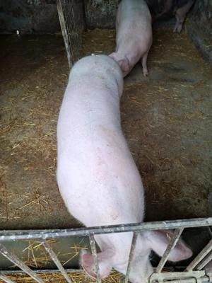 Vand porci de carne pentru masa de Crăciun  - imagine 3