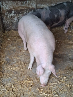 Vand porci de carne pentru masa de Crăciun  - imagine 4