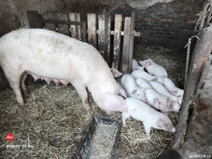 Purcei de 8 săptămâni  - imagine 2