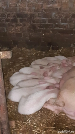 Purcei de 8 săptămâni 