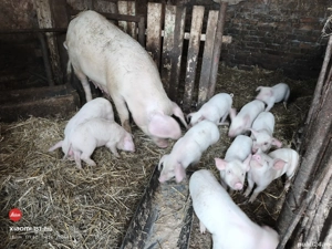 Purcei de 8 săptămâni  - imagine 3