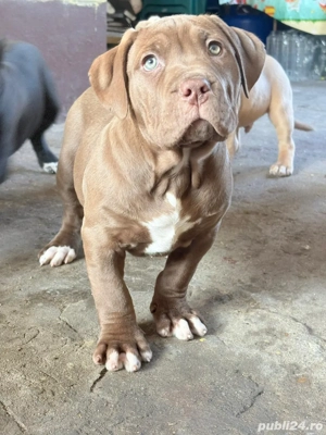 American Bully XL - Linie de top - ABKC - imagine 5