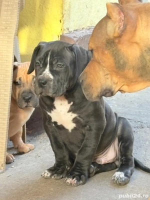 American Bully XL - Linie de top - ABKC - imagine 2
