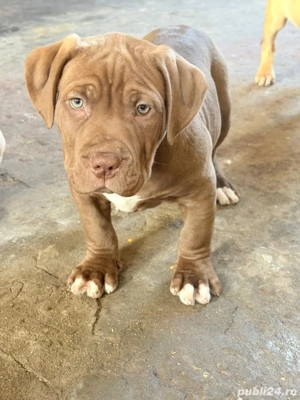 American Bully XL - Linie de top - ABKC - imagine 4