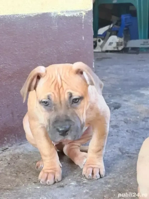 American Bully XL - Linie de top - ABKC - imagine 3