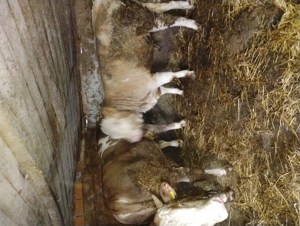 Vând taurii bălțat românească  - imagine 5