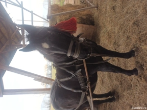 Iapa de vinzare  - imagine 2