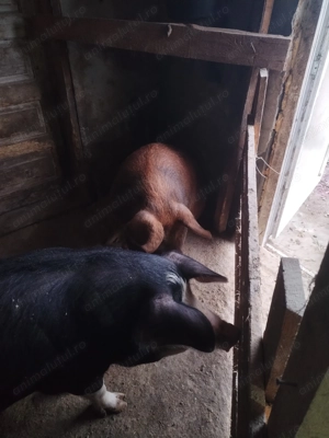 2 porci disponibili  - imagine 2