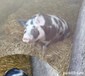 Porc de vânzare   