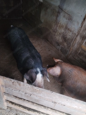 2 porci disponibili  - imagine 3