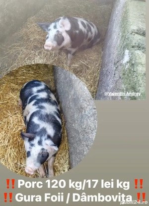 Porc de vânzare    - imagine 3