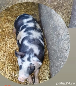 Porc de vânzare    - imagine 2