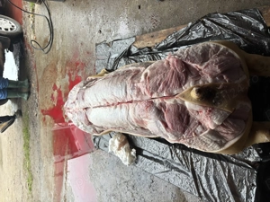 Porci,rasă de carne - imagine 5