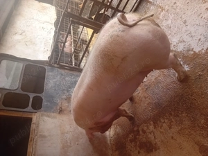 Porc de vanzare....... - imagine 3