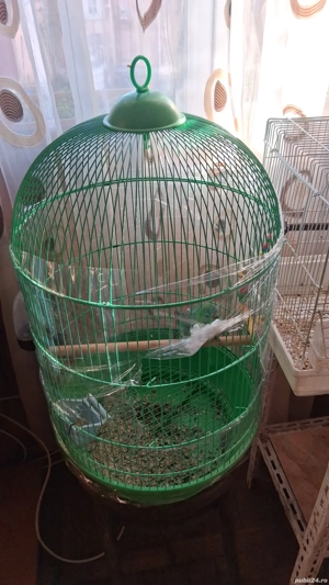 Papagal Cantator - imagine 2