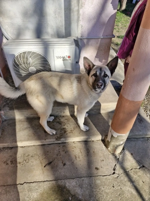 Donez câine metis - imagine 5