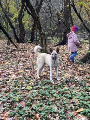 Donez câine metis - imagine 4