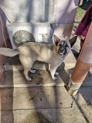 Donez câine metis - imagine 2