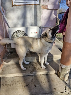 Donez câine metis - imagine 3