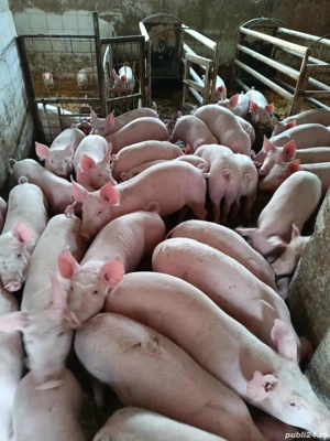 vând 14 purcei de 9-10 săptămâni  - imagine 2