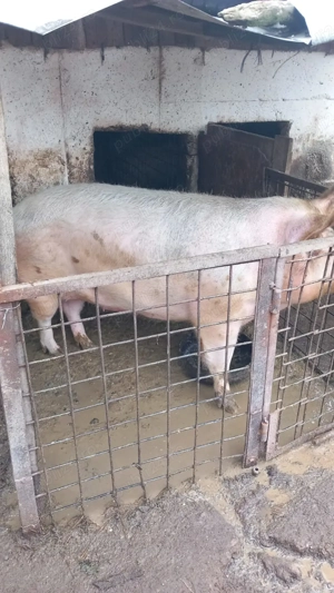 Purcea de Vânzare 350kg+