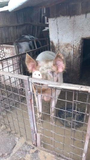 Purcea de Vânzare 350kg+ - imagine 2