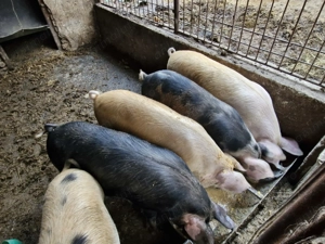 Vand porci greutate 50 si 60 kg 