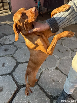 Vizla brac (maghiar) - imagine 4