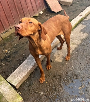 Vizla brac (maghiar) - imagine 5