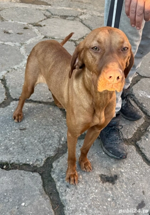 Vizla brac (maghiar) - imagine 2