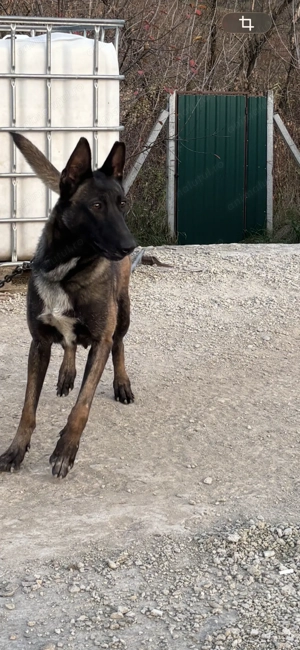 Vând cățea Malinois în vârstă de 2,6 ani - imagine 2