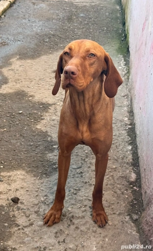 Vizla brac (maghiar) - imagine 3
