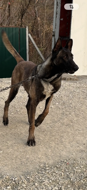 Vând cățea Malinois în vârstă de 2,6 ani - imagine 3