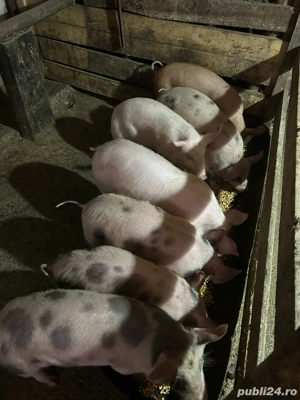 vand purcei - imagine 5