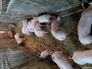 purcei 8 saptamini - imagine 2