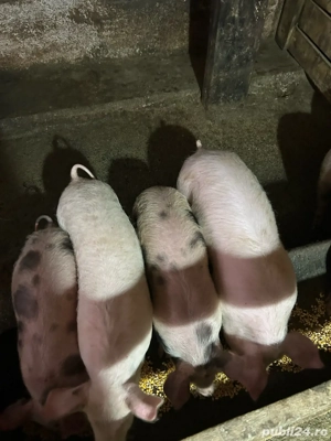 vand purcei - imagine 4