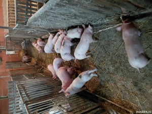 purcei 8 saptamini - imagine 4