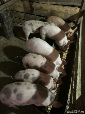 vand purcei - imagine 3