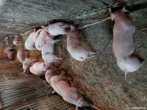 purcei 8 saptamini - imagine 3