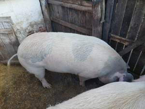 Porci de vanzare