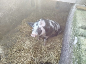 Porc de vânzare  - imagine 3