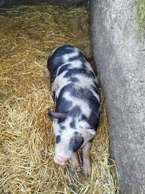 Porc de vânzare  - imagine 4